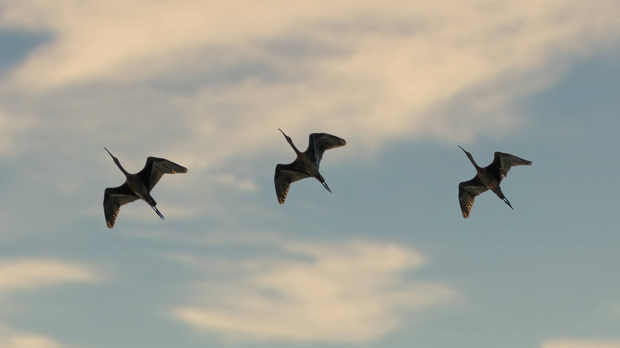ibis migratorios