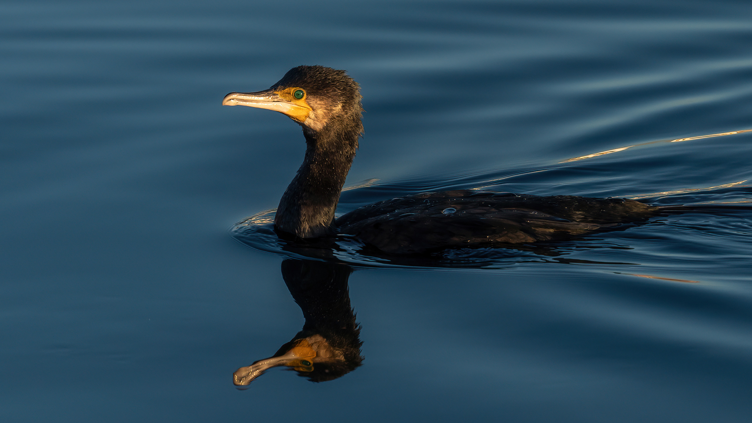 cormoran comun 3