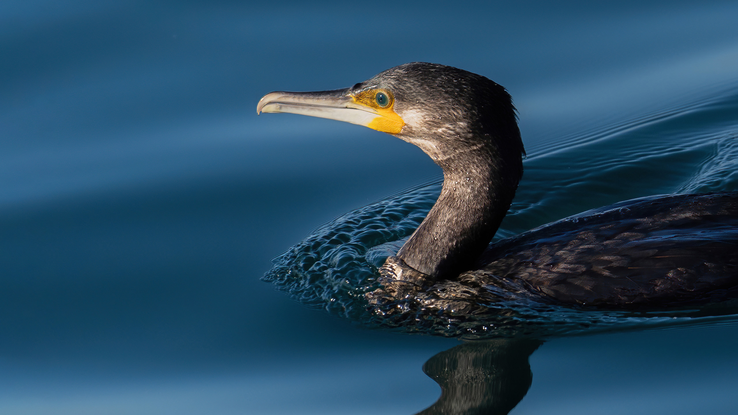 cormoran comun