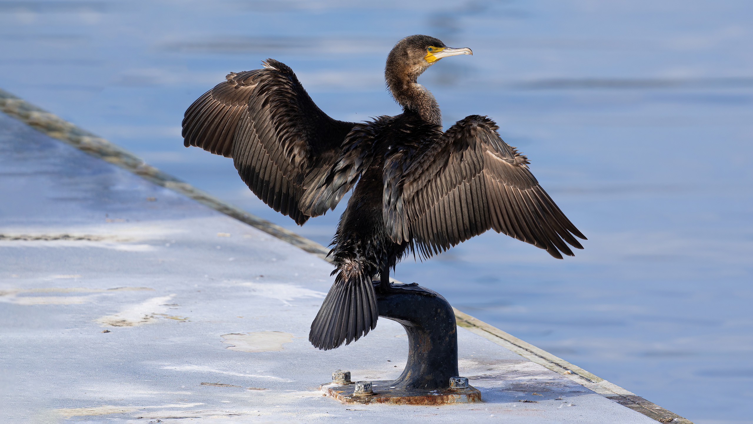 cormoran común
