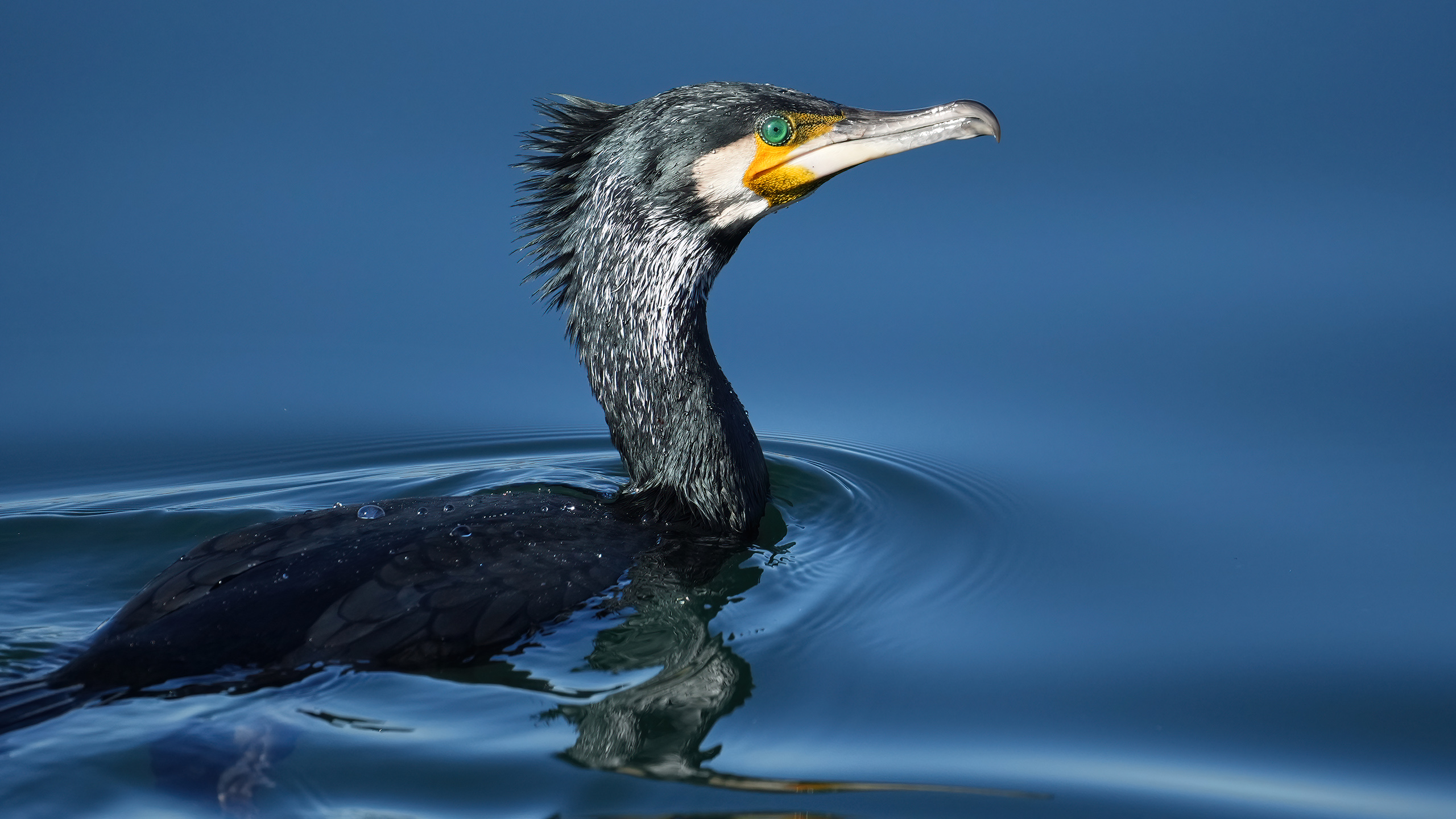 cormoran comun 4
