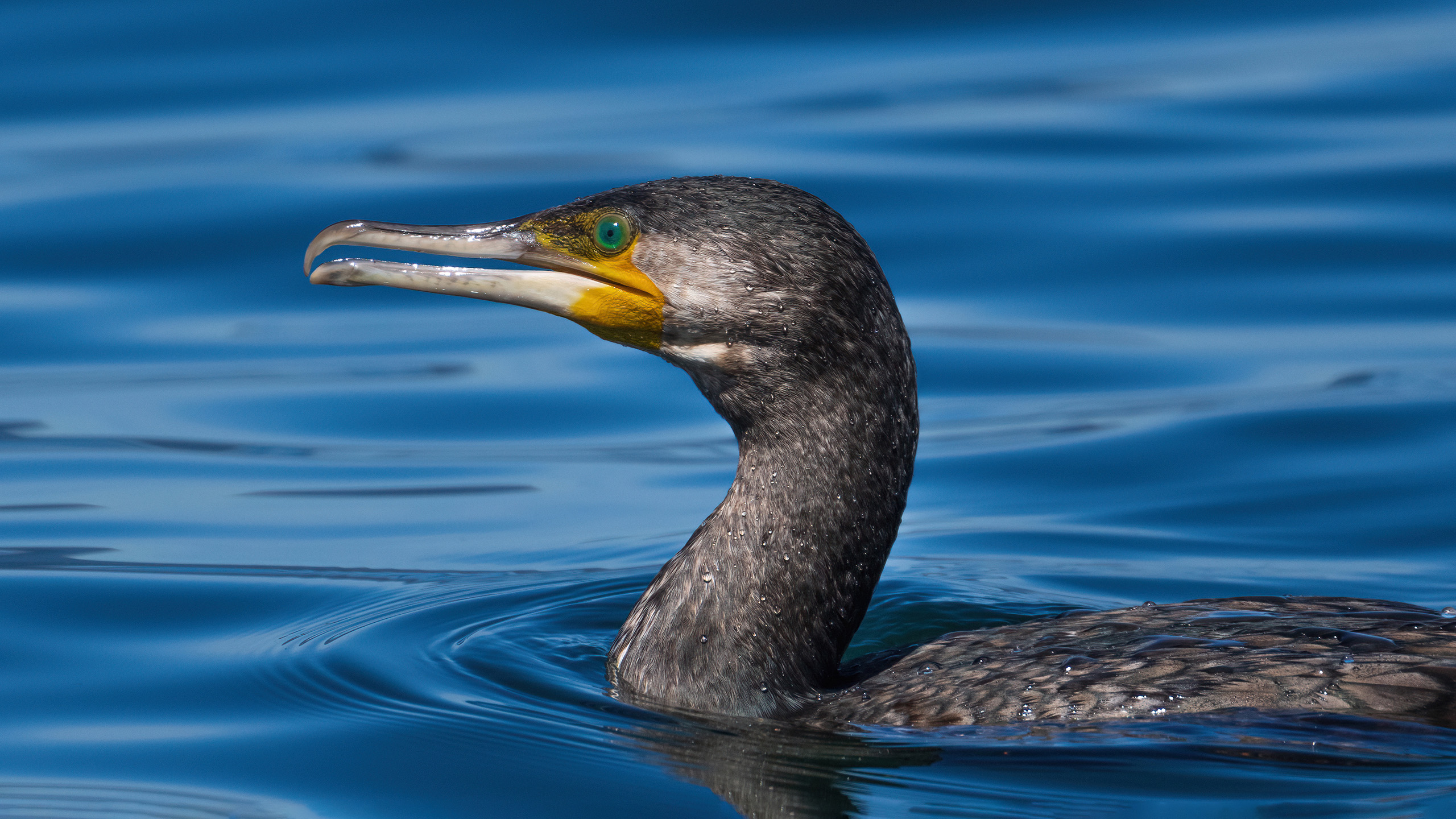 cormoran comun